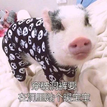 搞笑猪视频在线观看,猪你笑翻！搞笑猪视频在线狂欢盛宴  第2张