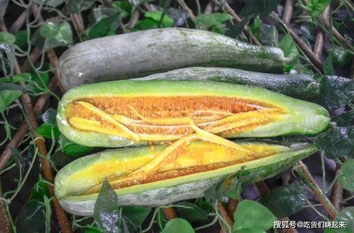 内蒙古网红吃瓜视频,揭秘草原上的“瓜界风云” 第2张 内蒙古网红吃瓜视频,揭秘草原上的“瓜界风云” 第2张