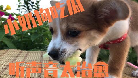 娱乐吃瓜菌小狗视频,娱乐菌带你领略萌宠欢乐时光  第1张