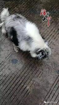 最新宠物爆料视频,网红宠物的爆笑日常！