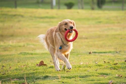 最新宠物爆料视频,网红宠物的爆笑日常! 第3张 最新宠物爆料视频,网红宠物的爆笑日常! 第3张